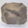 Apateon pedistris