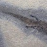  Apateon pedistris