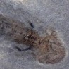  Apateon pedistris