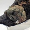 Clinocloro