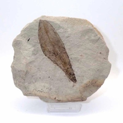 Sapindus sp. Sapindus sp.