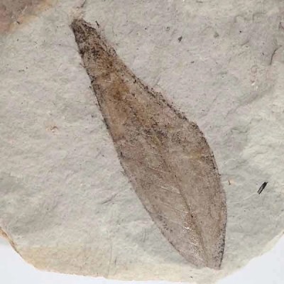 Sapindus sp. Sapindus sp.