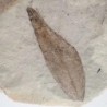  Sapindus sp.