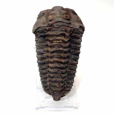 Diacalymene ouzregui Diacalymene ouzregui