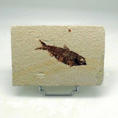 Knightia eocaena Knightia eocaena