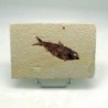 Knightia eocaena