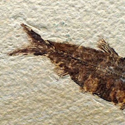 Knightia eocaena Knightia eocaena