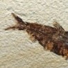  Knightia eocaena