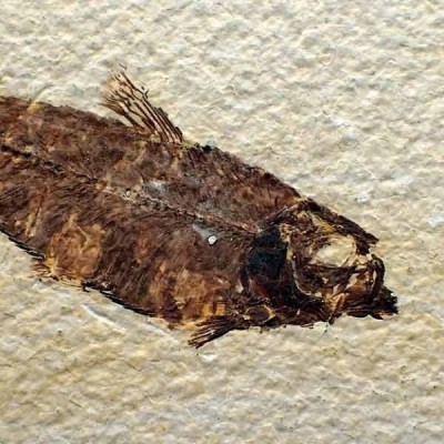 Knightia eocaena Knightia eocaena