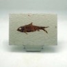 Knigthia eocaena
