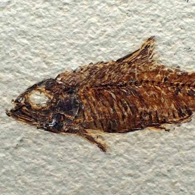 Knigthia eocaena Knigthia eocaena