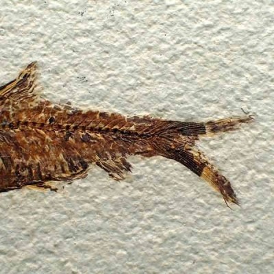 Knigthia eocaena Knigthia eocaena