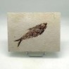 Diplomystus dentatus