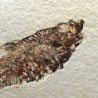  Diplomystus dentatus