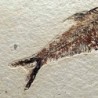  Diplomystus dentatus