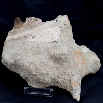 Crocodilus aff. spenceri Crocodilus aff. spenceri