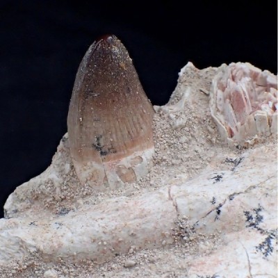 Crocodilus aff. spenceri Crocodilus aff. spenceri