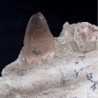  Crocodilus aff. spenceri