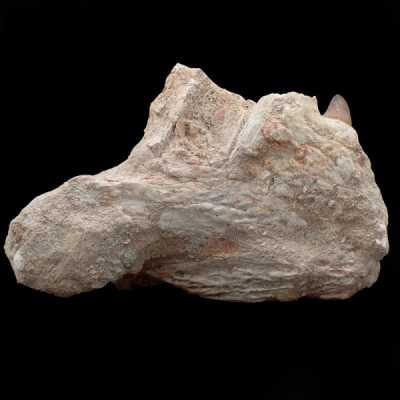 Crocodilus aff. spenceri Crocodilus aff. spenceri