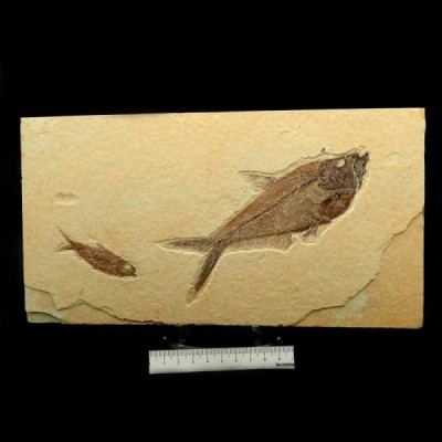 Diplomystus dentatus & Knigthia eocaena, Diplomystus dentatus & Knigthia eocaena, Diplomystus dentatus & Knigthia eocaena Diplomystus dentatus & Knigthia eocaena, Diplomystus dentatus & Knigthia eocaena, Diplomystus dentatus & Knigthia eocaena