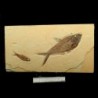 Diplomystus dentatus & Knigthia eocaena, Diplomystus dentatus & Knigthia eocaena, Diplomystus dentatus & Knigthia eocaena
