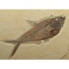 Diplomystus dentatus & Knigthia eocaena