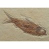 Diplomystus dentatus & Knigthia eocaena