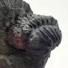 Malvinella buddeae, Malvinella buddeae, Malvinella buddeae