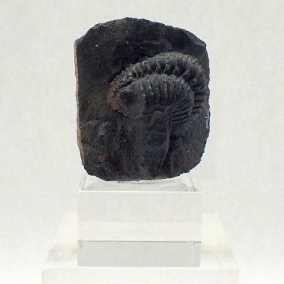 Trilobites de colección Malvinella buddeae - FT463 Trilobites de colección Malvinella buddeae - FT463