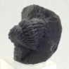 Malvinella buddeae
