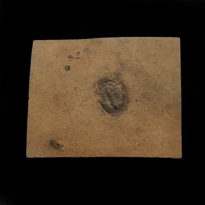 Cedaria minor, Cedaria minor Cedaria minor, Cedaria minor