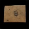 Cedaria minor, Cedaria minor