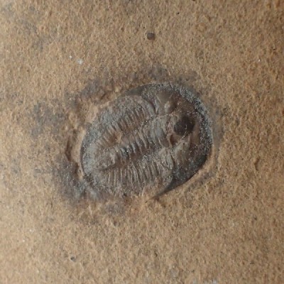 Trilobites de colección Cedaria minor - FT434 Trilobites de colección Cedaria minor - FT434