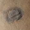 Cedaria minor