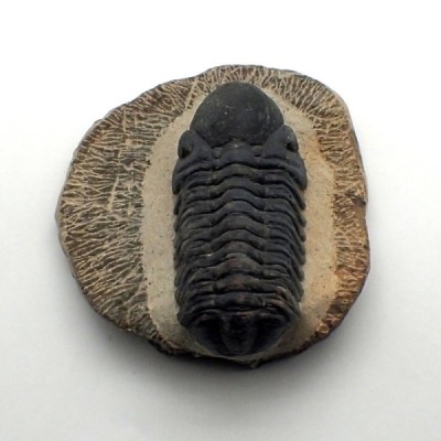 Reedops cephalotes, Reedops cephalotes, Reedops cephalotes Reedops cephalotes, Reedops cephalotes, Reedops cephalotes