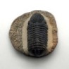 Reedops cephalotes, Reedops cephalotes, Reedops cephalotes
