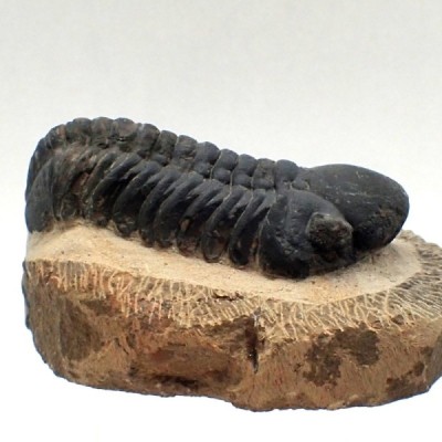 Trilobites de colección Reedops cephalotes - FT455 Trilobites de colección Reedops cephalotes - FT455