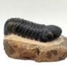 Reedops cephalotes
