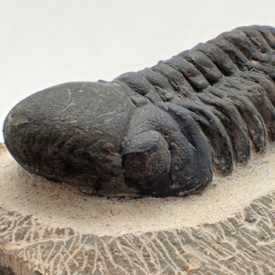 Trilobites de colección Reedops cephalotes - FT455 Trilobites de colección Reedops cephalotes - FT455