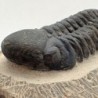 Reedops cephalotes
