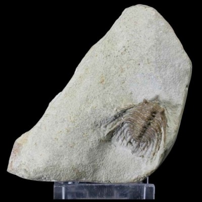 Kettneraspis williamsi, Kettneraspis williamsi Kettneraspis williamsi, Kettneraspis williamsi