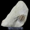 Kettneraspis williamsi, Kettneraspis williamsi