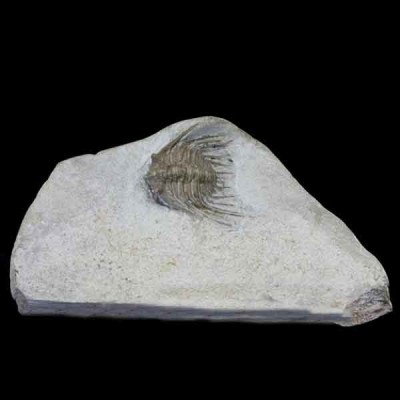 Trilobites de colección Kettneraspis williamsi - F415 Trilobites de colección Kettneraspis williamsi - F415