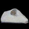 Kettneraspis williamsi