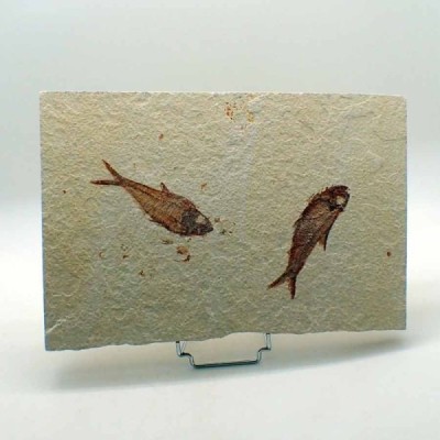 Diplomystus dentatus,Knightia eocaena, Diplomystus dentatus,Knightia eocaena, Diplomystus dentatus,Knightia eocaena Diplomystus dentatus,Knightia eocaena, Diplomystus dentatus,Knightia eocaena, Diplomystus dentatus,Knightia eocaena