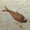 Diplomystus dentatus,Knightia eocaena