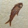 Diplomystus dentatus,Knightia eocaena