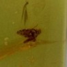Lepidóptero e insectos