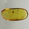 Lepidóptero e insectos