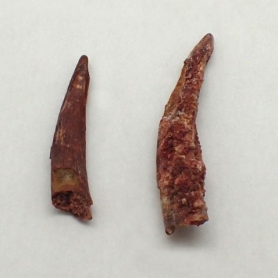 Siroccopterix moroccensis, Siroccopterix moroccensis Siroccopterix moroccensis, Siroccopterix moroccensis